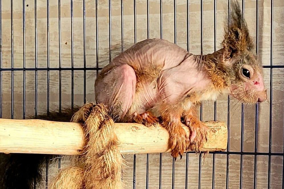 Das nackte Eichhörnchen: Das Tier befindet sich nun in einer Auffangstation.