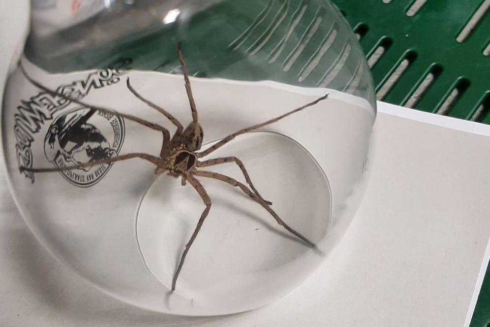 Die Spinne: Sie wurde von einem Angestellten in einem Bananenkarton entdeckt.