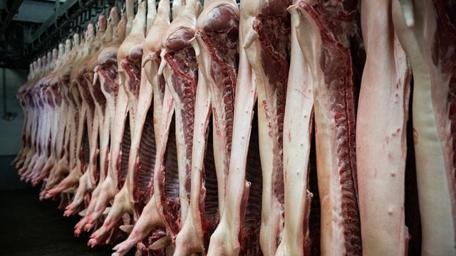 Tote, halbierte Schweine hängen in einem Schlachthof an Haken