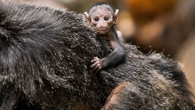 Weißkopfsaki-Baby im Kölner Zoo Weißkopfsaki-Baby im Kölner Zoo