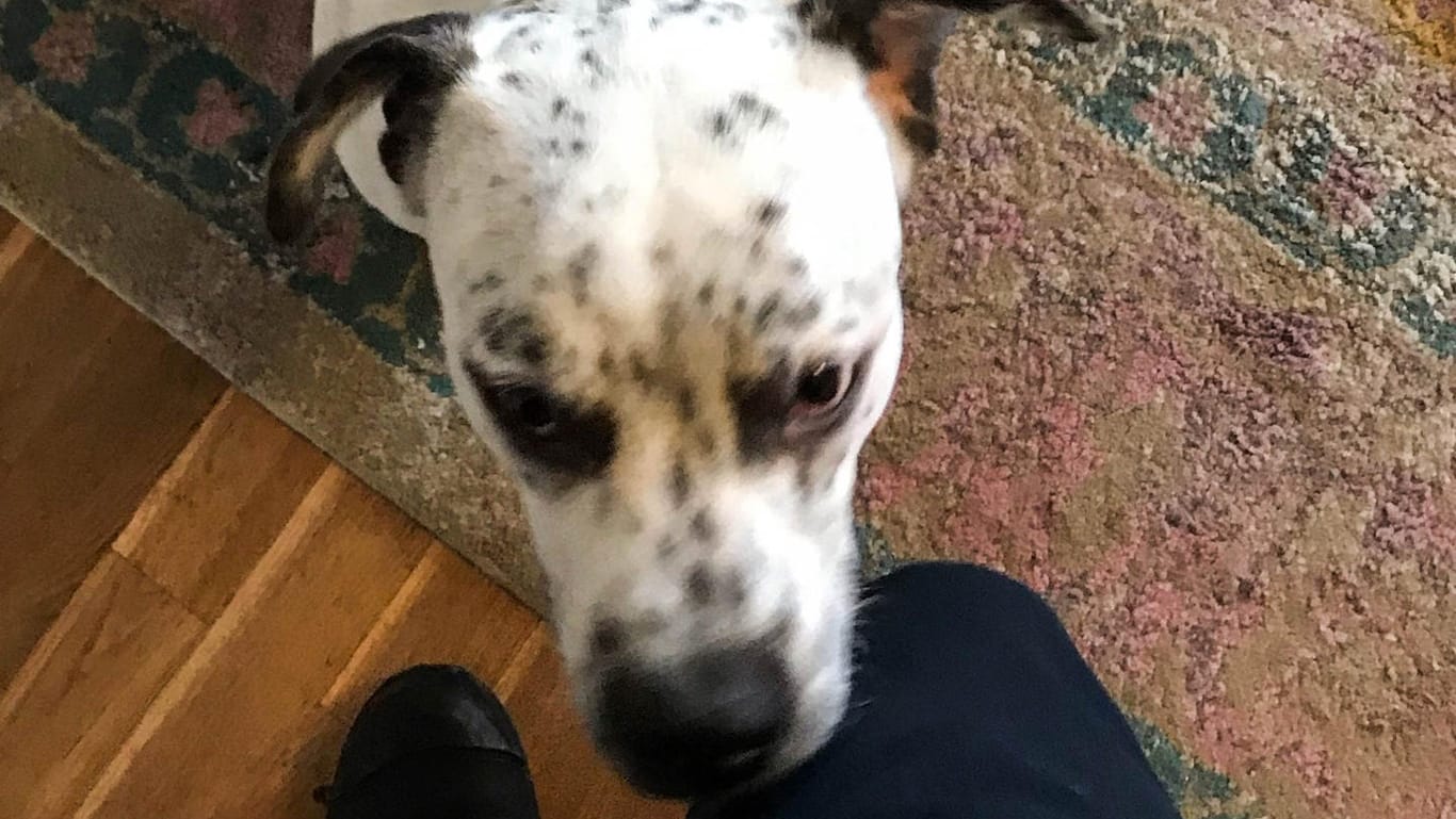 Hund "Boston": Der Vierbeiner war während des Feuerwehreinsatzes leicht nervös, konnte aber mit Leckerli beruhigt werden.