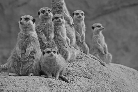 Erdmännchen im Zoo Hoyerswerda gestorben