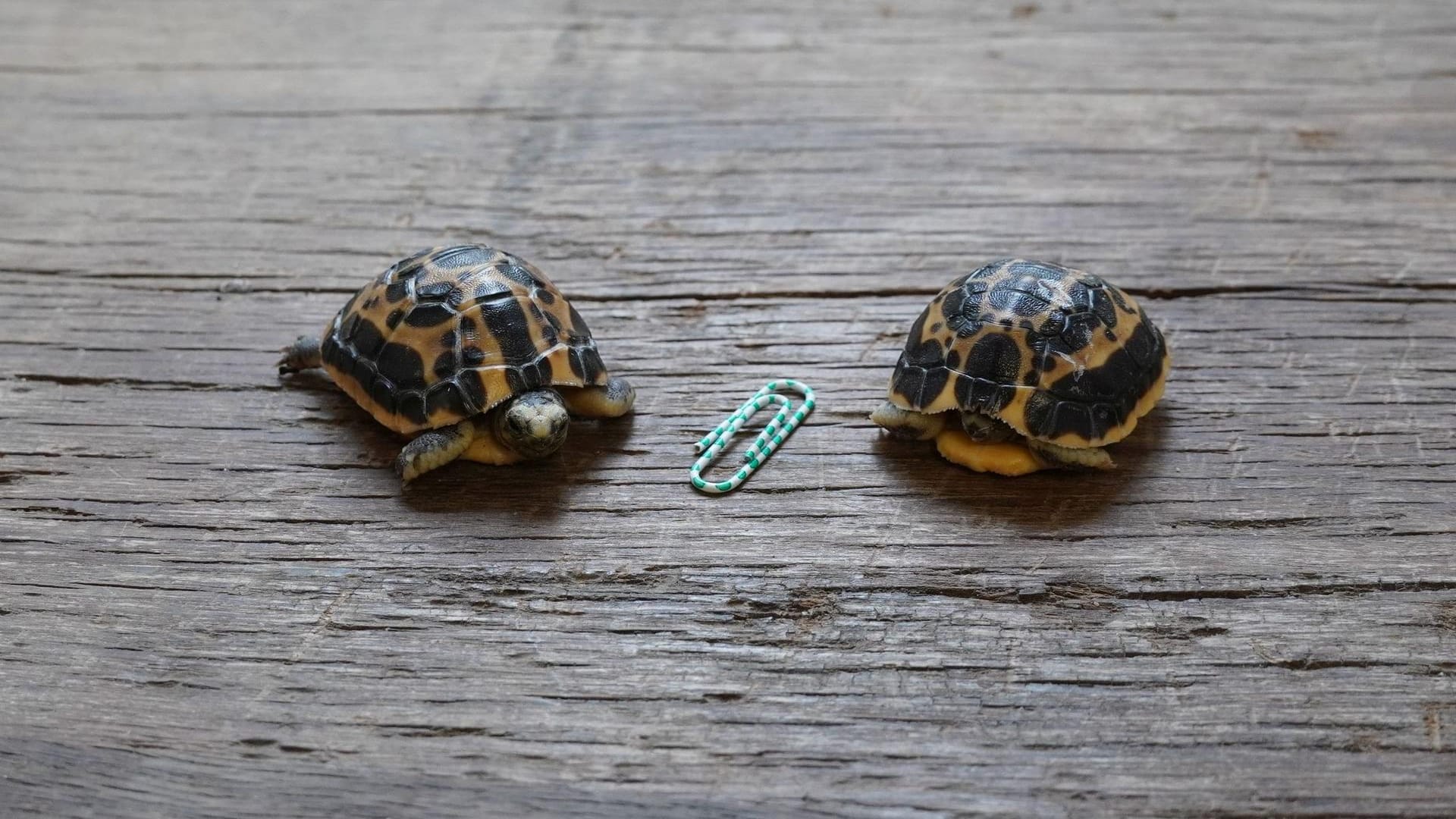 Die beiden Zwerg-Schildkröten neben einer Büroklammer.