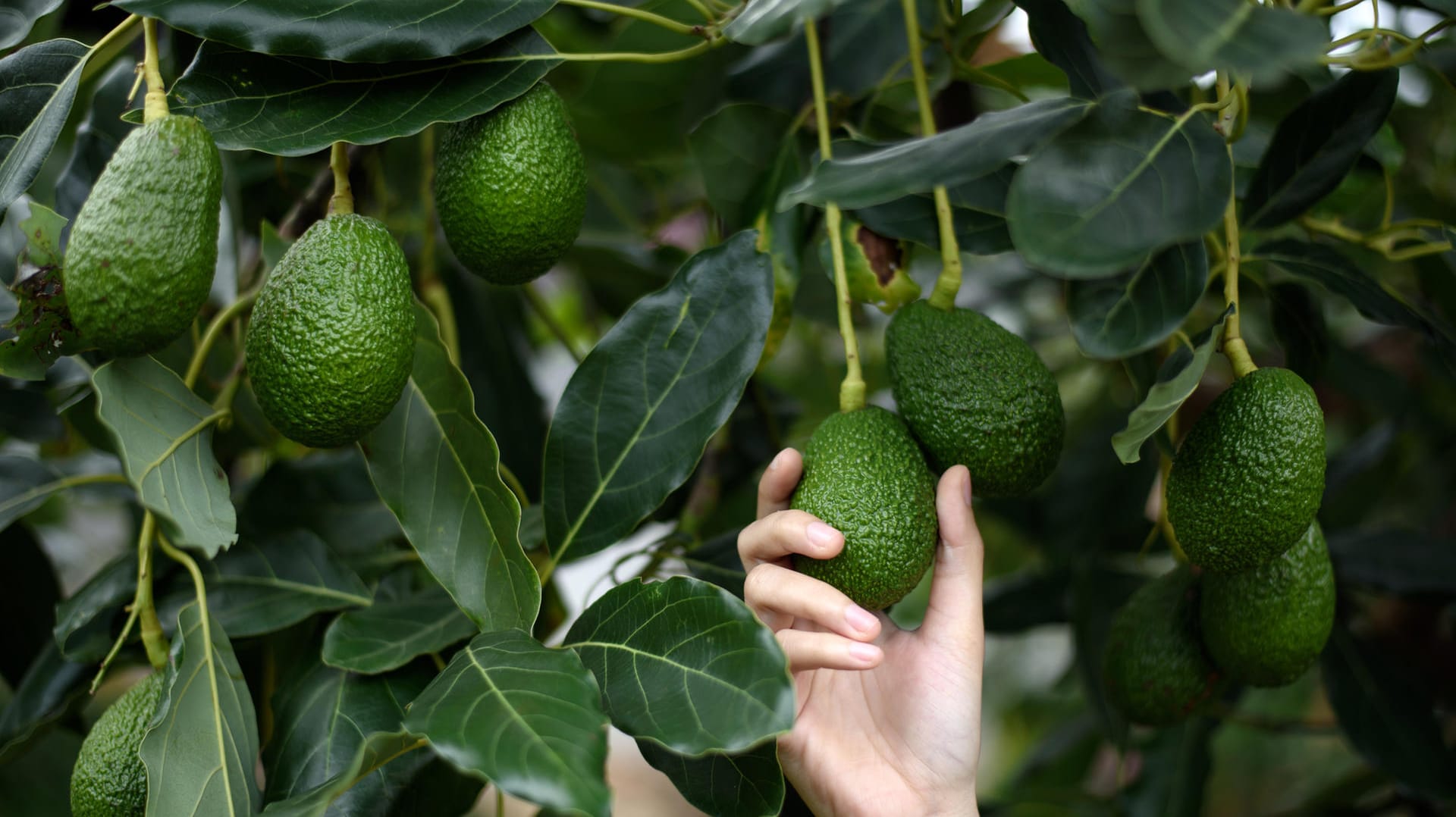 Tropenpflanze: So prächtige werden Avocadobäume leider nur in ihrer tropischen Heimat.