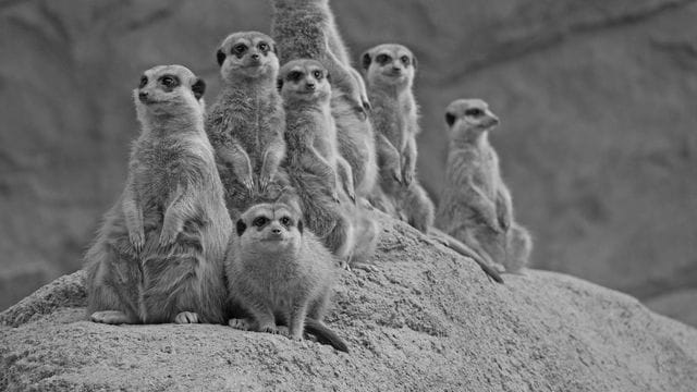 Von der siebenköpfigen Erdmännchen-Gruppe aus dem Zoo Hoyerswerda hat nur ein Tier überlebt.