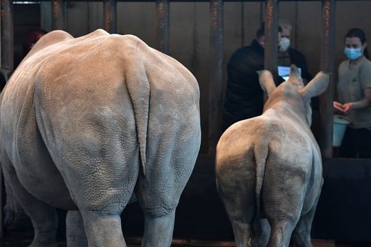 Nashörner Marcita und Tayo tot in Erfurter Zoo