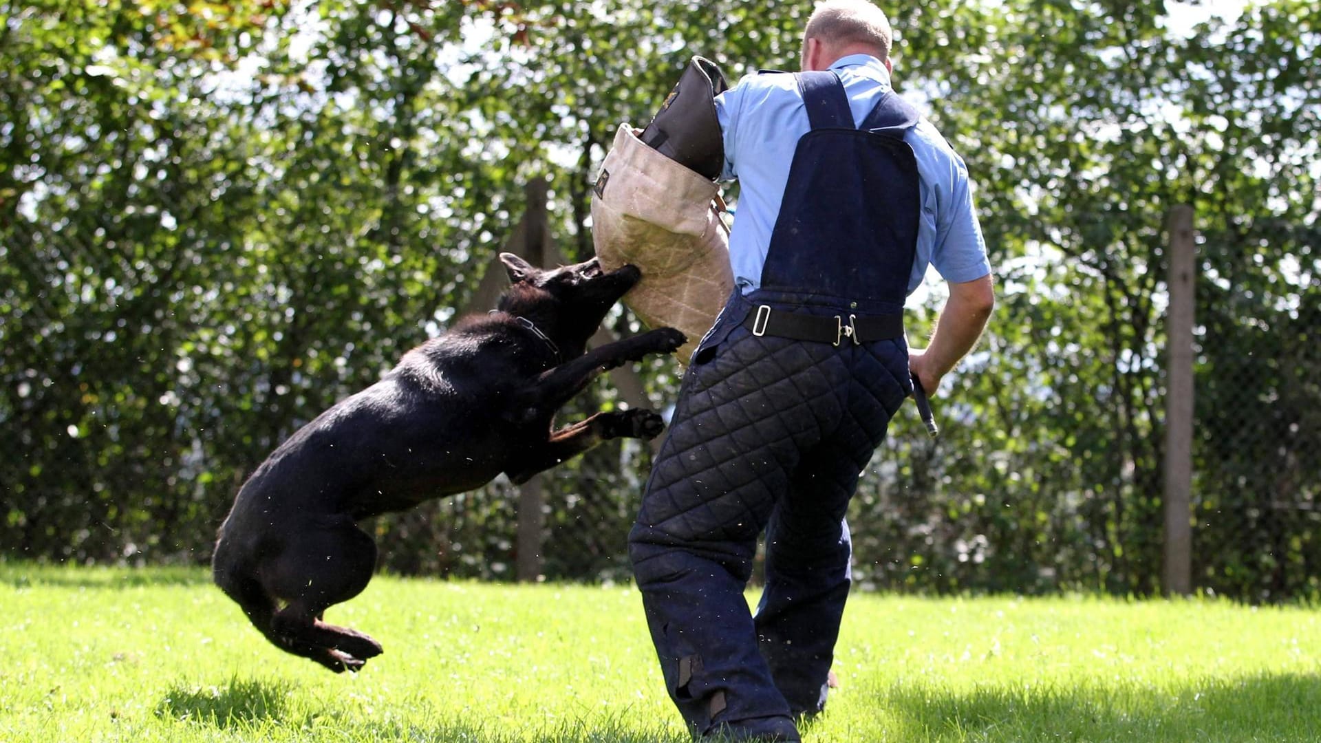 Ein Polizeihund im Training mit einem Ausbilder (Archivbild): Die Tiere mussten Stachelhalsbänder tragen. Ein Polizeihund im Training mit einem Ausbilder (Archivbild): Die Tiere mussten Stachelhalsbänder tragen.