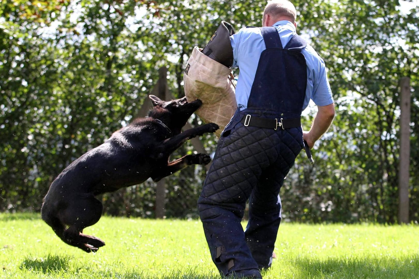 Ein Polizeihund im Training mit einem Ausbilder (Archivbild): Die Tiere mussten Stachelhalsbänder tragen.