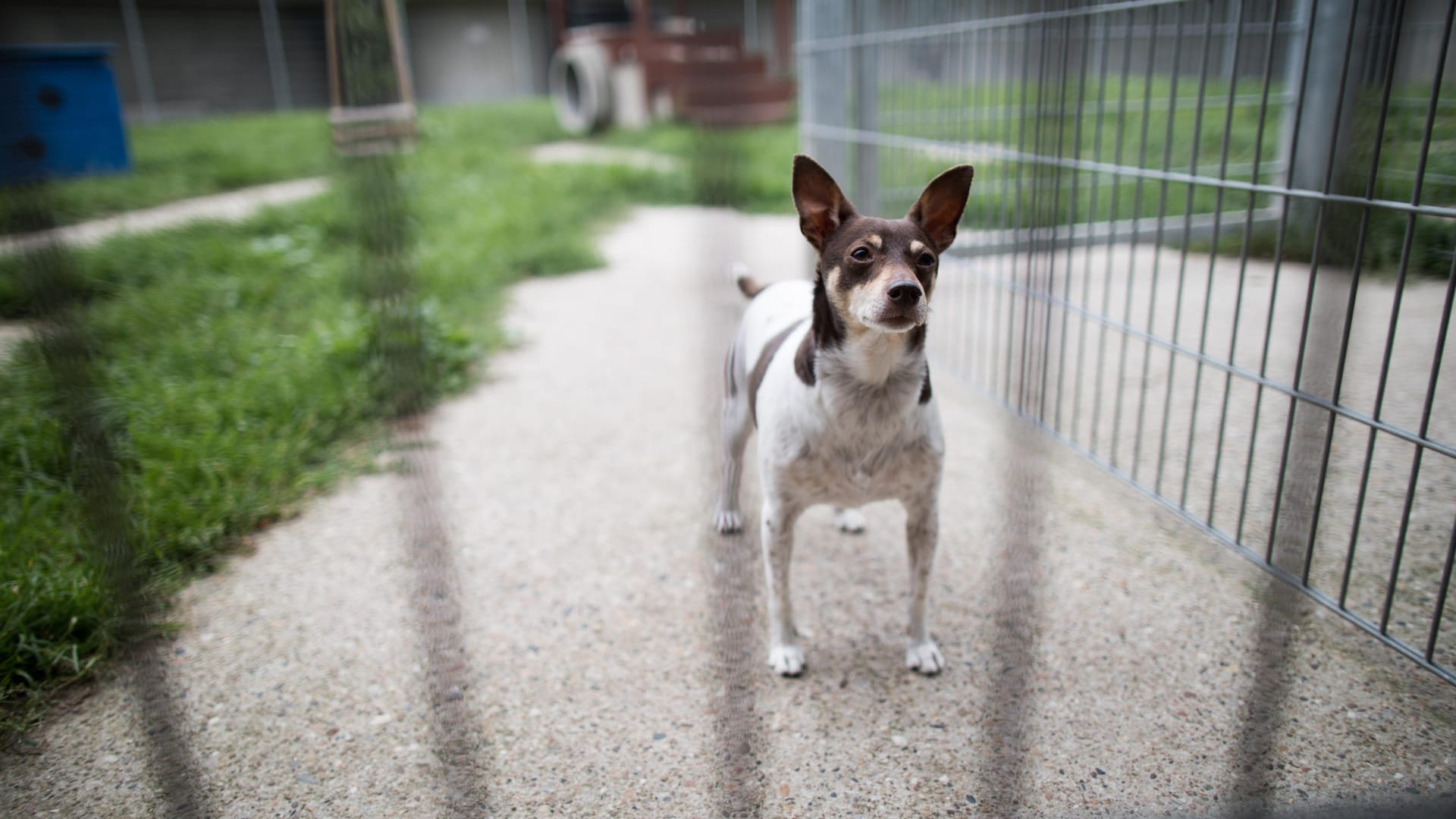 Neues Haustier: Ausgewachsene Hunde können genauso viel Liebe schenken wie ein Welpe und bieten sogar noch weitere Vorteile.