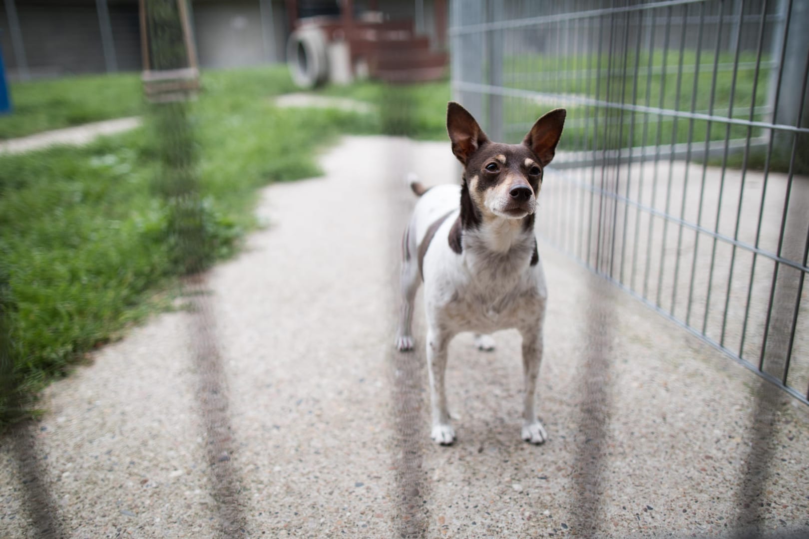 Neues Haustier: Ausgewachsene Hunde können genauso viel Liebe schenken wie ein Welpe und bieten sogar noch weitere Vorteile.