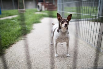 Neues Haustier: Ausgewachsene Hunde können genauso viel Liebe schenken wie ein Welpe und bieten sogar noch weitere Vorteile.