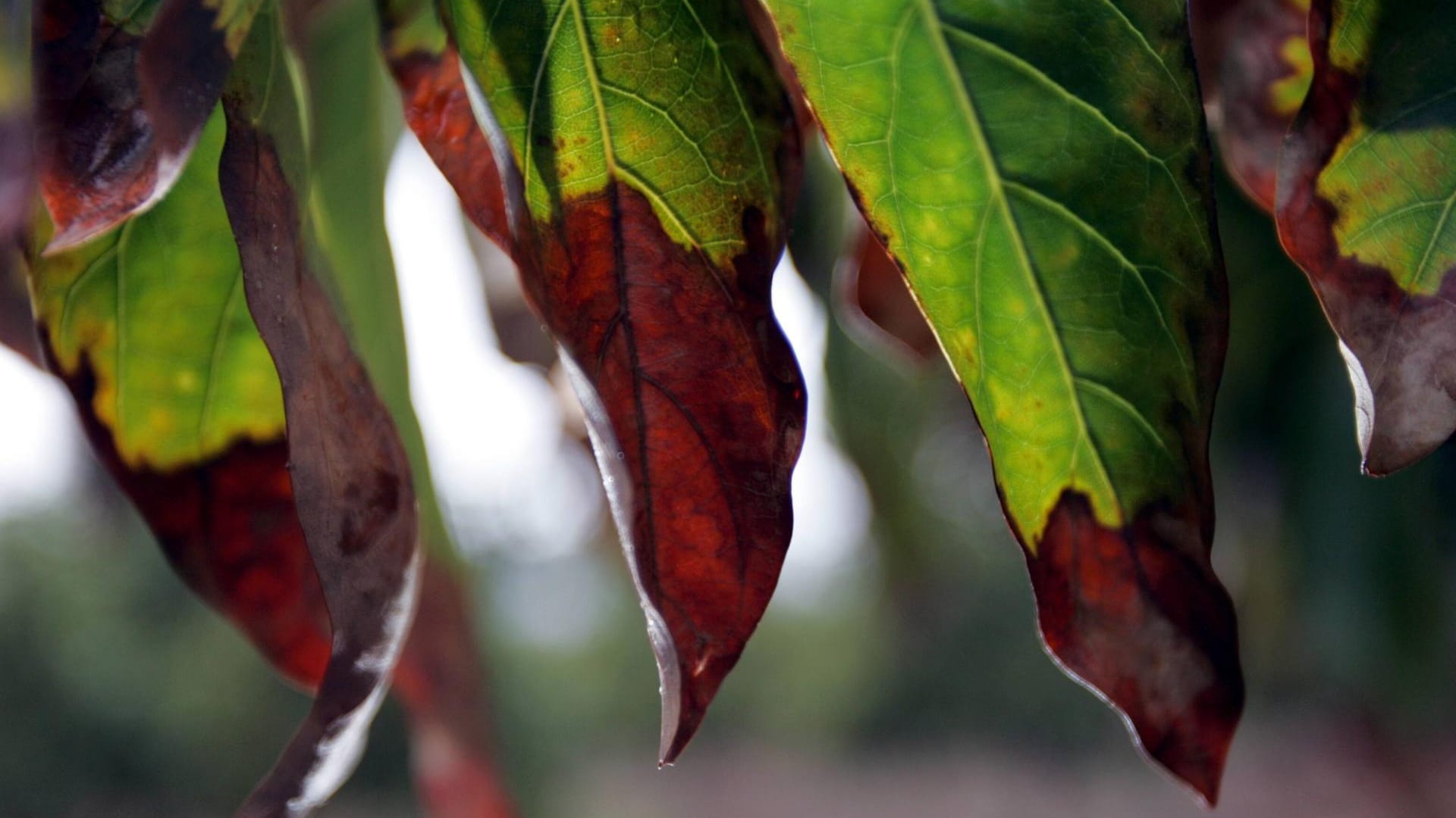 Avocadobäume: Auch in der Natur können sie braune Blätter bekommen, etwa durch zu wenig Regen.