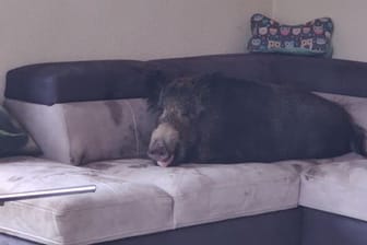Ein Wildschwein hat es sich auf einer Wohnzimmercouch gemütlich gemacht.