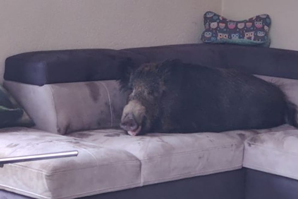 Ein Wildschwein hat es sich auf einer Wohnzimmercouch gemütlich gemacht.