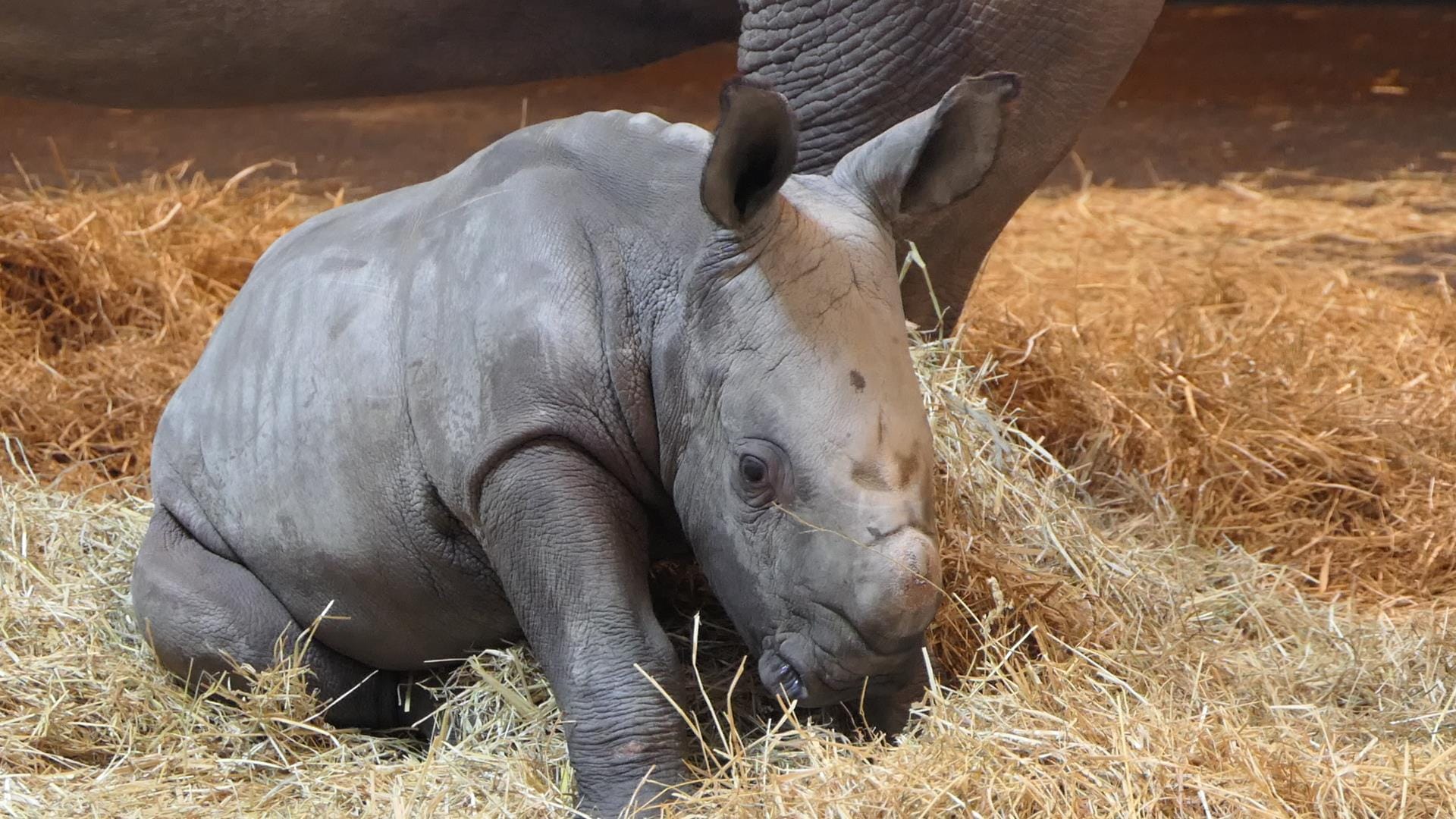 Nashornjunge Tayo im Dezember 2020 (Archivbild): Das mysteriöse Nashornsterben im Erfurter Zoo sorgt für Trauer und offene Fragen.