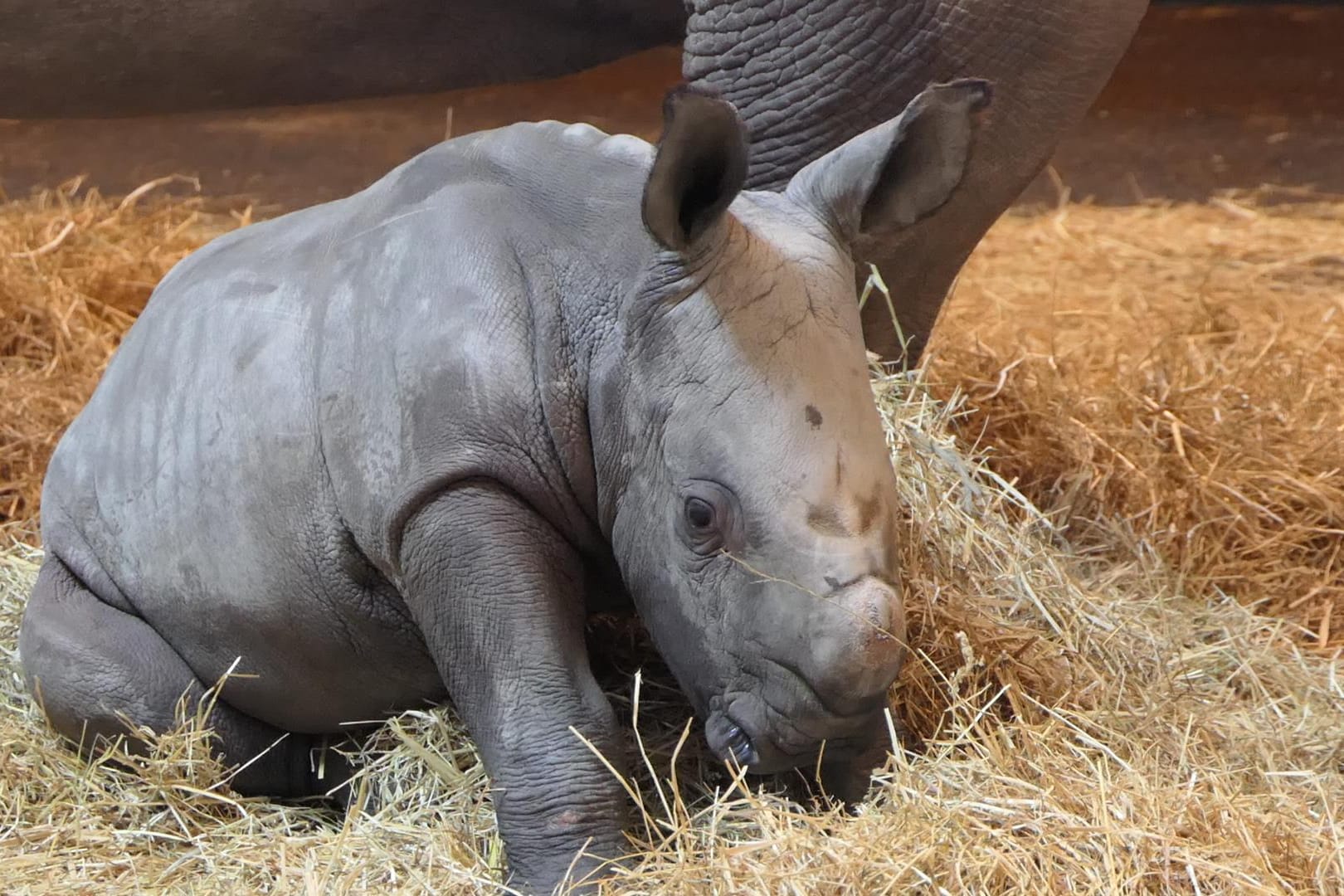 Nashornjunge Tayo im Dezember 2020 (Archivbild): Das mysteriöse Nashornsterben im Erfurter Zoo sorgt für Trauer und offene Fragen.