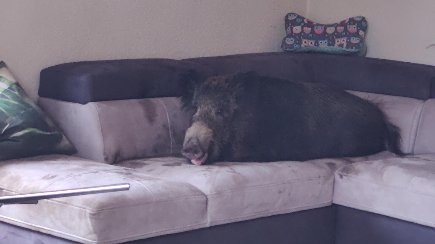 Wildschwein auf der Couch: In Hagen hat sich eins der Tiere in ein Wohnzimmer verirrt. Wildschwein auf der Couch: In Hagen hat sich eins der Tiere in ein Wohnzimmer verirrt.