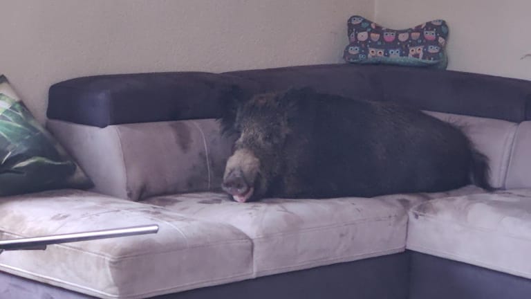 Wildschwein auf der Couch: In Hagen hat sich eins der Tiere in ein Wohnzimmer verirrt.