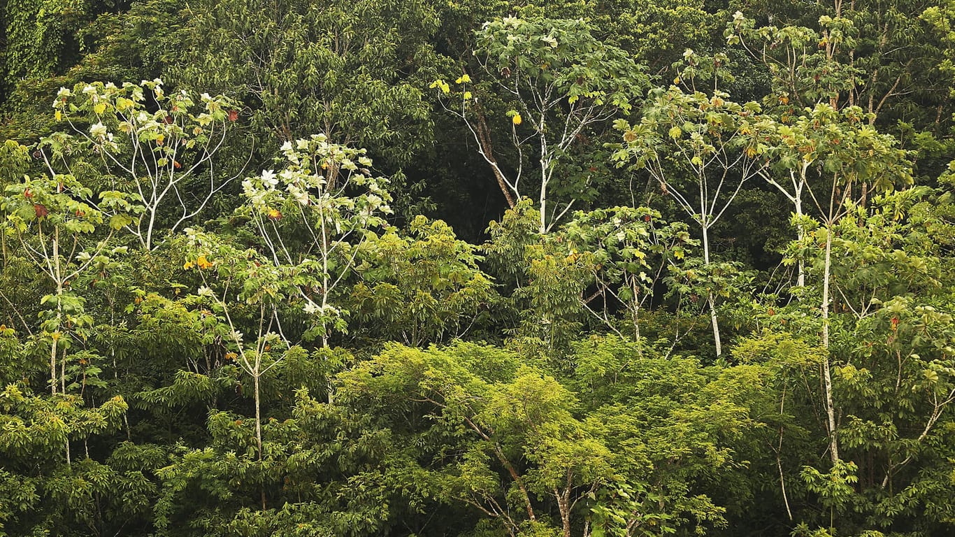 Ein Blick über die Baumwipfel des Amazonaswaldes (Symbolfoto): Der Regenwald erstreckt sich über neun südamerikanische Länder und ist eines der artenreichsten Gebiete der Erde. Das gilt für Pflanzen ebenso wie für Tiere und Insekten.