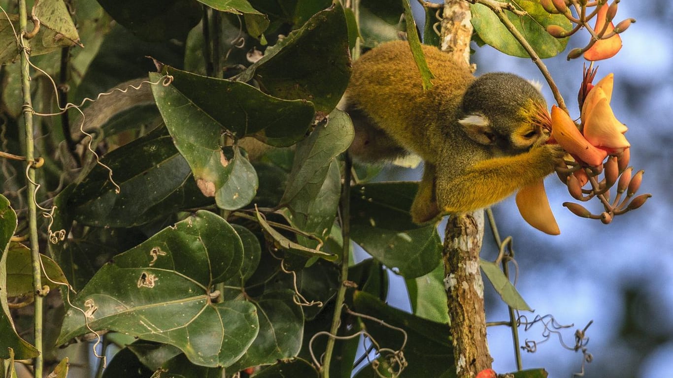 Ein Eichhörnchen-Affe spielt mit einer Baumblüte (Symbolfoto): Im Januar 2022 wurde im brasilianischen Amazonasgebiet so viel Wald gerodet wie seit Jahren nicht mehr.