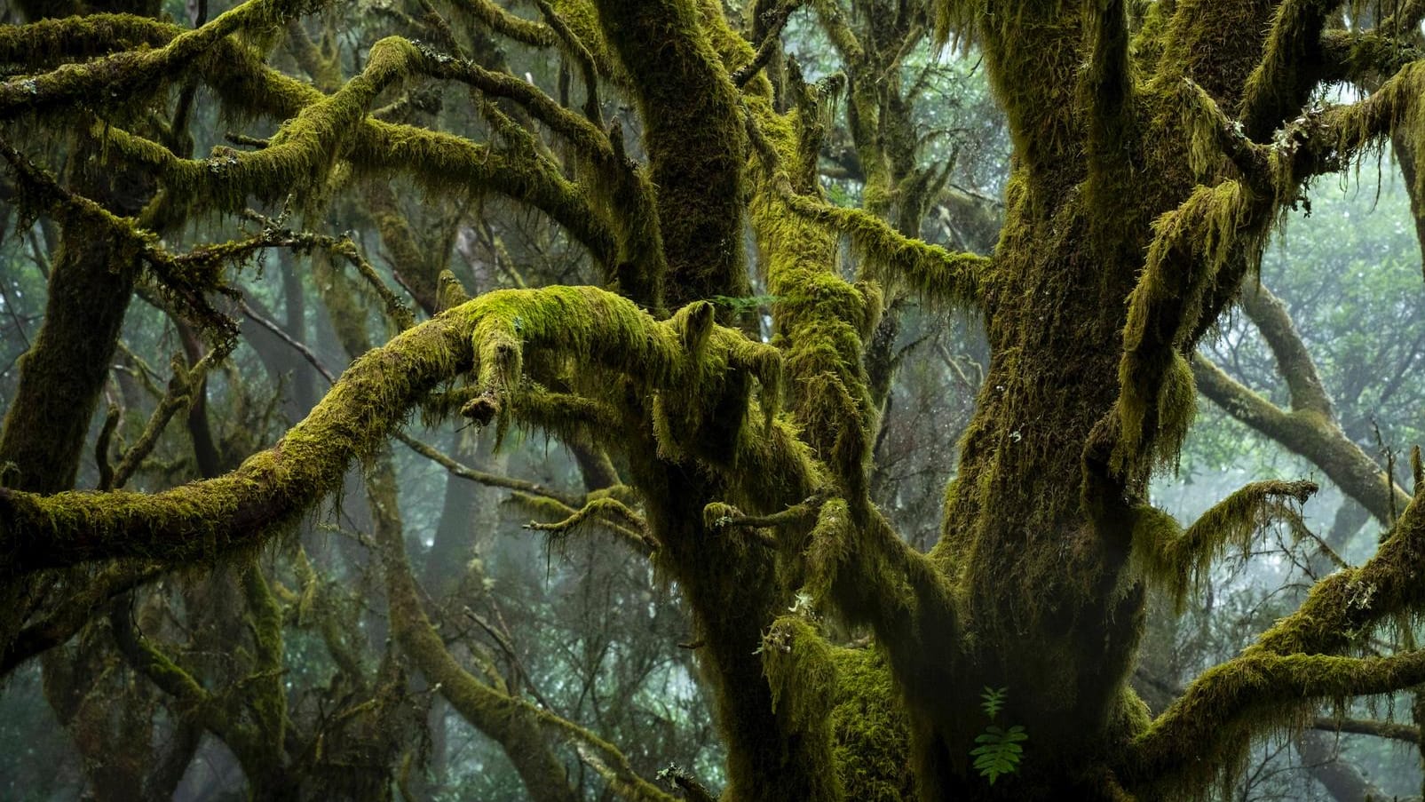 Moosbewachsene Äste in einem Lorbeerwald auf der Kanareninsel El Hierro (Symbolfoto): Drei Billionen Bäume wachsen auf der Erde. Nur noch rund halb so viele wie zu Beginn der ersten menschlichen Zivilisationen.