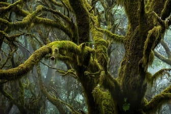 Moosbewachsene Äste in einem Lorbeerwald auf der Kanareninsel El Hierro (Symbolfoto): Drei Billionen Bäume wachsen auf der Erde. Nur noch rund halb so viele wie zu Beginn der ersten menschlichen Zivilisationen.