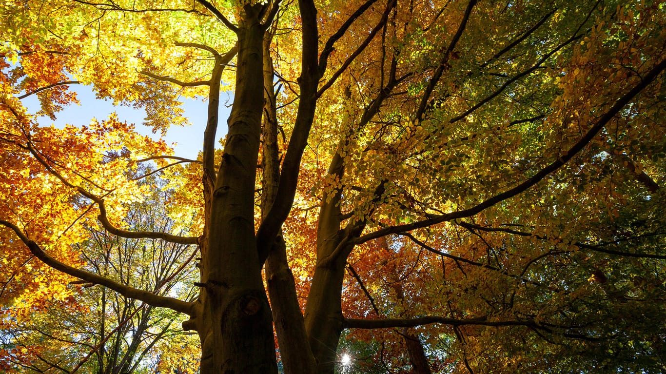 Die bunte Krone einer Buche im Thüringer Wald (Symbolfoto): Für Deutschland gibt es bereits ein Bauminventar, in dem 51 heimische Arten aufgeführt sind. Fichten, Kiefern und Rotbuchen gehören zu den am stärksten verbreiteten Bäumen.