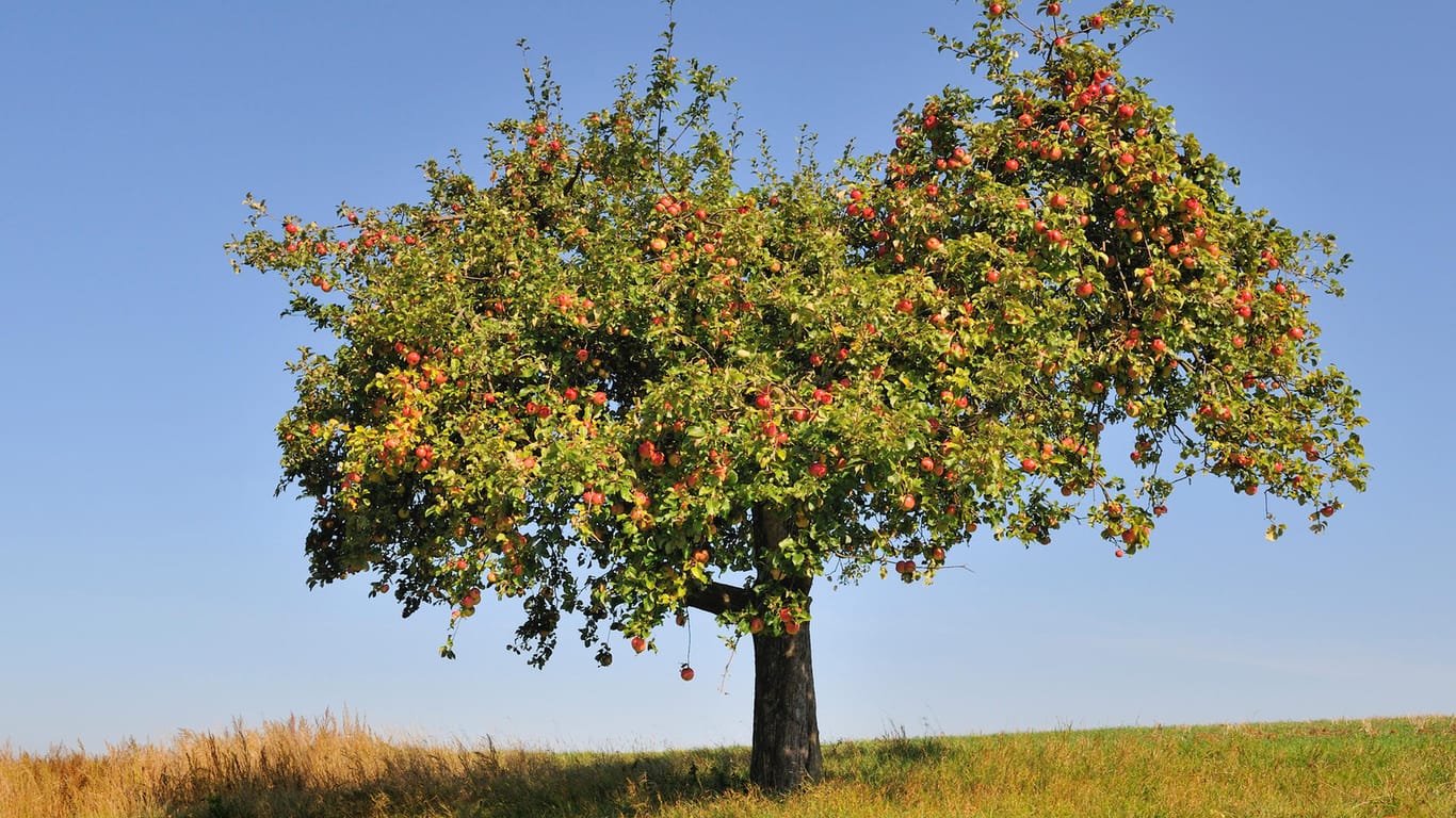 Apfelbaum: Für eine üppige Ernte muss der Baum regelmäßig geschnitten werden.