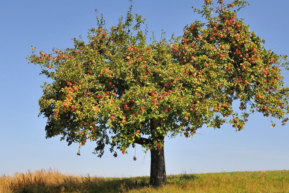 Apfelbaum: Für eine üppige Ernte muss der Baum regelmäßig geschnitten werden.