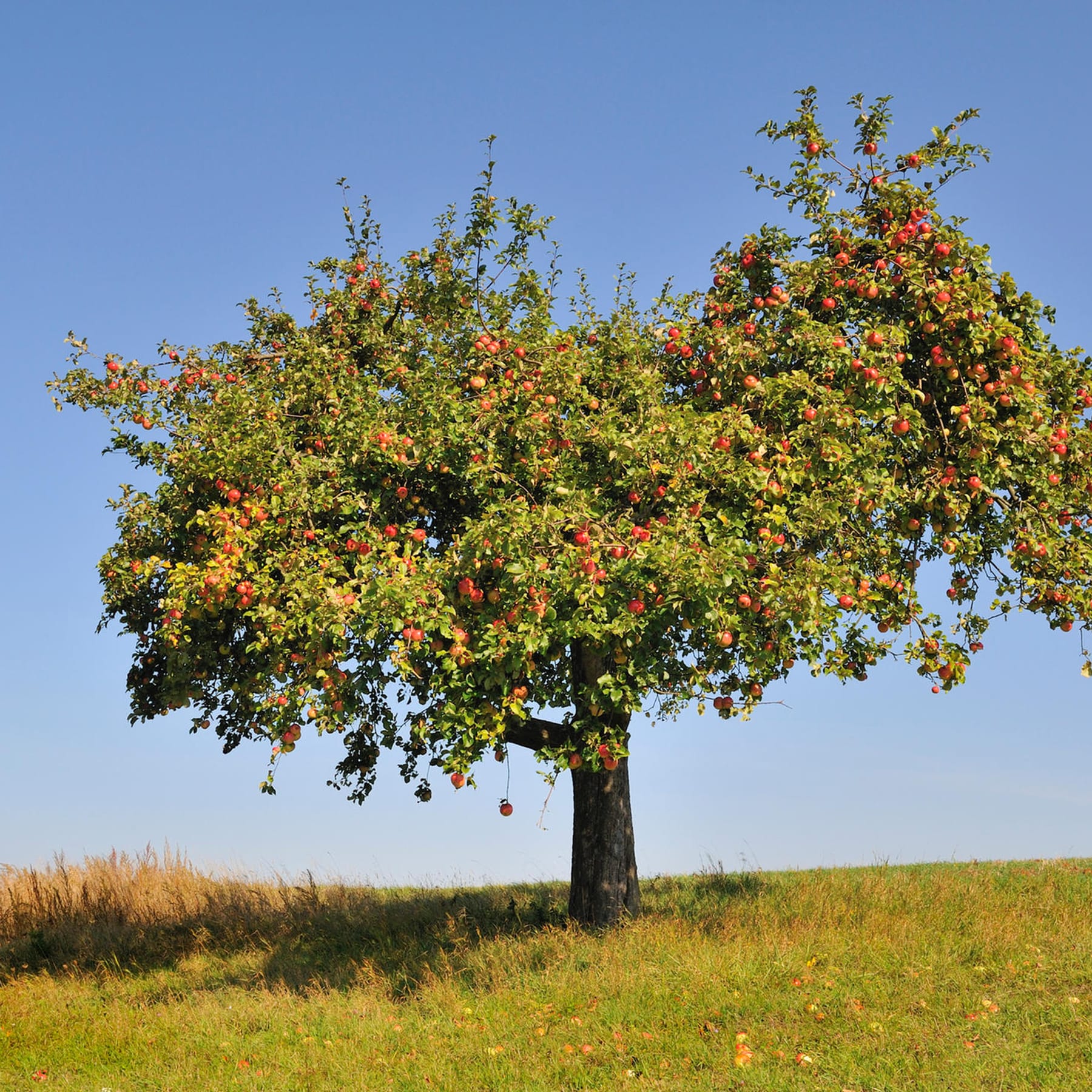 Apfelbaum schneiden: Zeitpunkt und Schnittform – unsere Tipps und Tricks