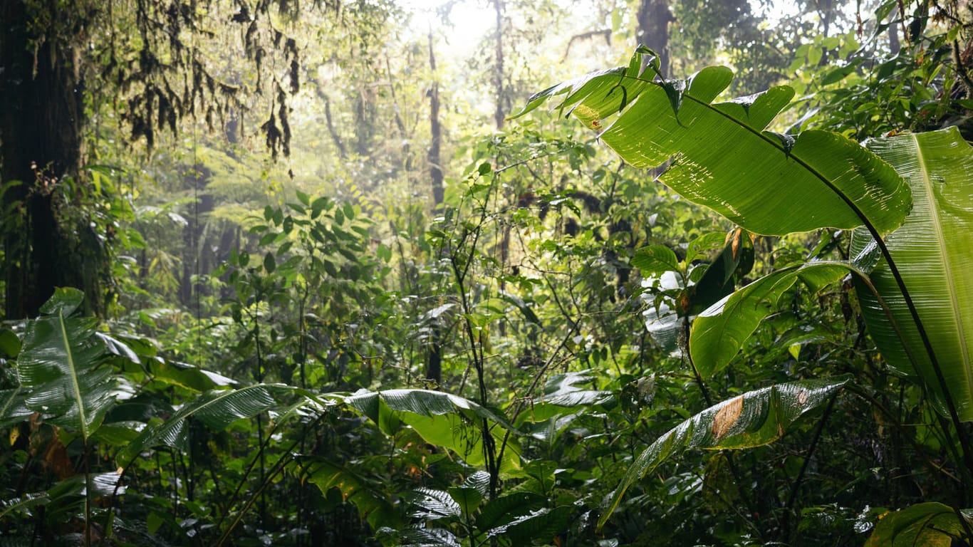 Ein Wald in Costa Rica (Symbolfoto): Während die Bäume in europäischen Ländern sich an die Jahreszeiten anpassen, sind die Wälder in tropischen und subtropischen Klimazonen ganzjährig grün.