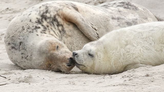 Eine junge Kegelrobbe und das Muttertier liegen am Strand der Düne vor Helgoland.