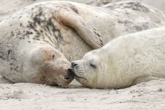 Eine junge Kegelrobbe und das Muttertier liegen am Strand der Düne vor Helgoland.