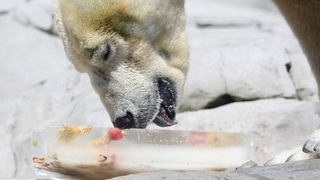 Eisbär Blizzard