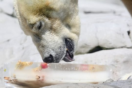 Eisbär Blizzard