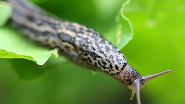 Auch im Winter ärgern sich viele Hobby-Gärtner über Nacktschnecken im Gemüsebeet.