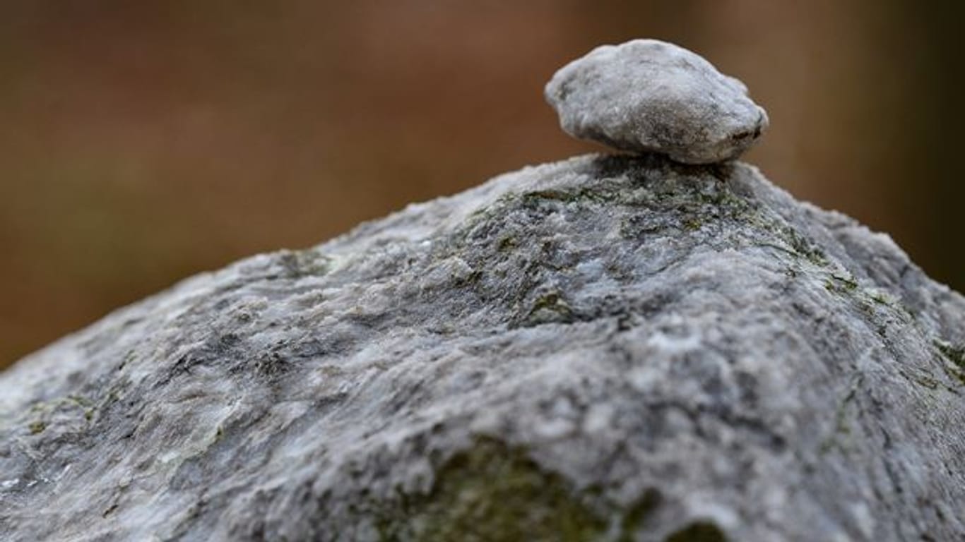 Gipskarst im Harz