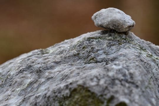 Gipskarst im Harz