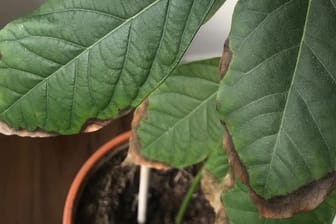Avocadopflanze: Wenn sich die Blätter plötzlich braun verfärben, machen Sie vermutlich etwas falsch.