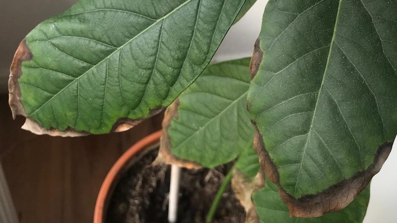 Avocadopflanze: Wenn sich die Blätter plötzlich braun verfärben, machen Sie vermutlich etwas falsch.