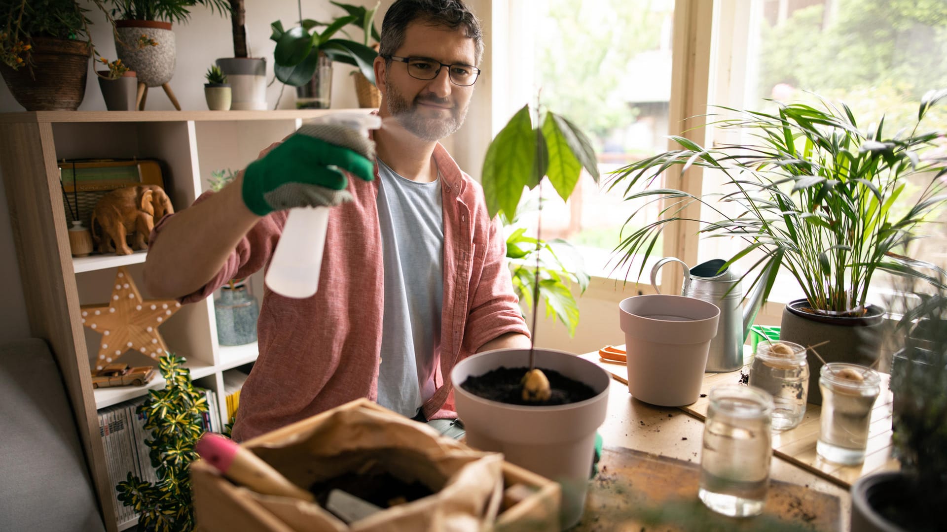 Pflanzenpflege: Besprühen Sie Ihre Avocadopflanze am besten regelmäßig mit etwas Wasser.