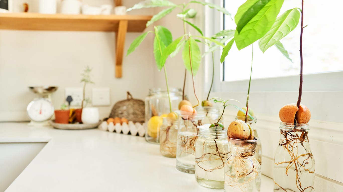 Zimmerpflanze: Avocadobäumchen lassen sich aus dem Kern der Frucht ganz einfach selbst ziehen.