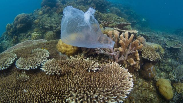 Eine Plastiktüte auf einem Korallenriff in Malaysia.