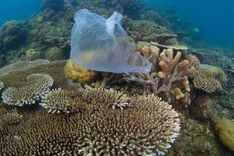 Eine Plastiktüte auf einem Korallenriff in Malaysia.