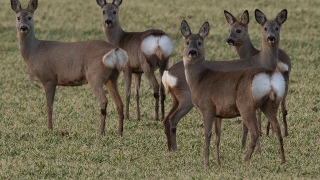 Rehe stehen auf einem Acker