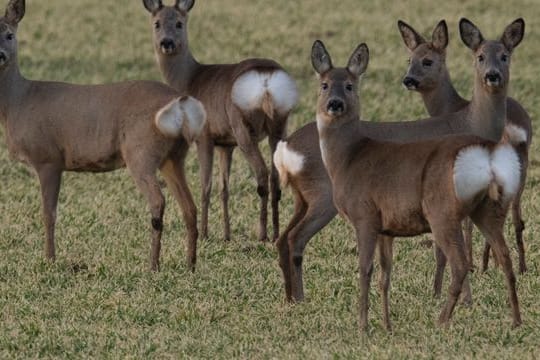 Rehe stehen auf einem Acker