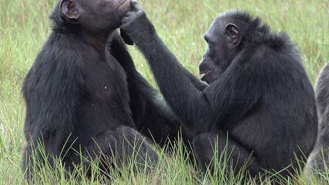 Roxy und Thea aus der Gemeinschaft von etwa 45 Schimpansen, die im Loango-Nationalpark in Gabun leben und vom "Ozouga"-Schimpansenprojekt untersucht werden.