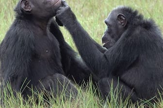 Roxy und Thea aus der Gemeinschaft von etwa 45 Schimpansen, die im Loango-Nationalpark in Gabun leben und vom "Ozouga"-Schimpansenprojekt untersucht werden.
