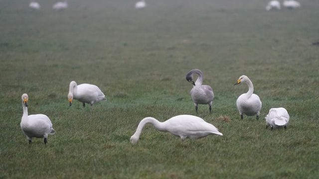 Sing- und Zwergschwäne grasen auf einer Wiese