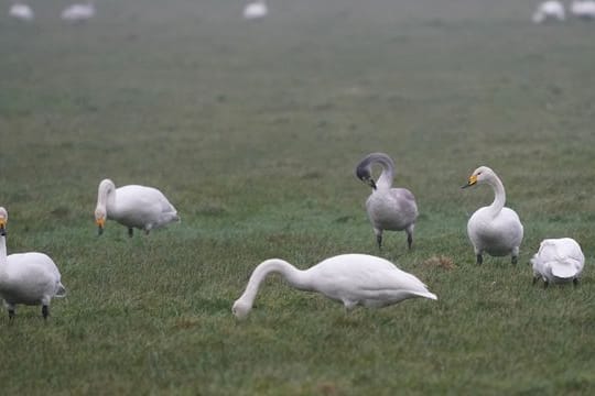 Sing- und Zwergschwäne grasen auf einer Wiese